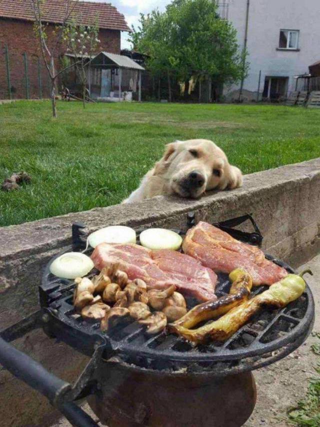 Dog longing for food