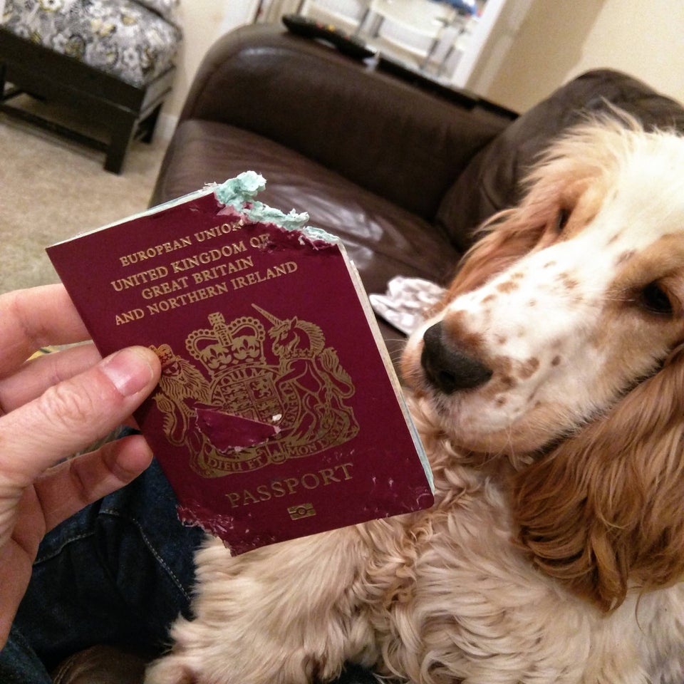 bad-dog-ate-passport