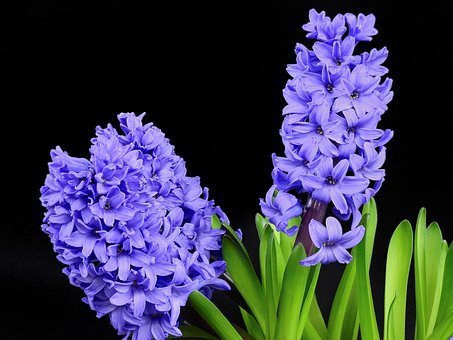hyacinth-flowers