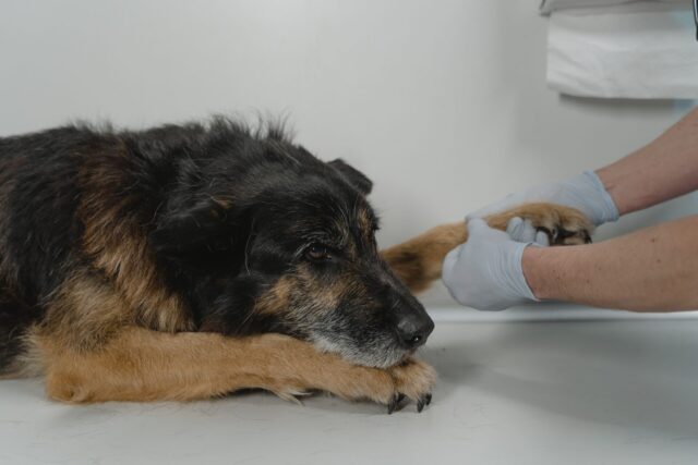 Large dog visiting vet