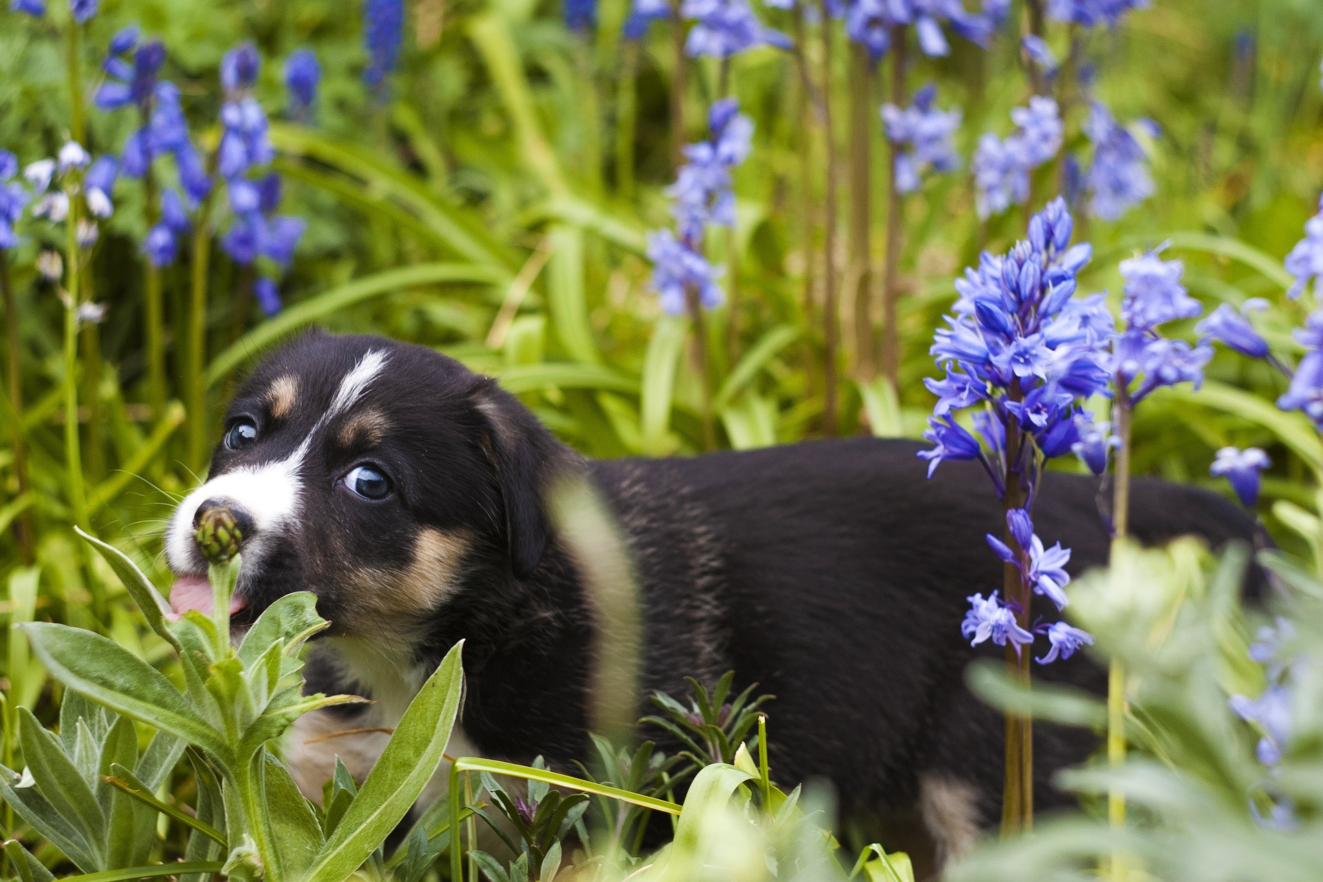 dog-in-flowers