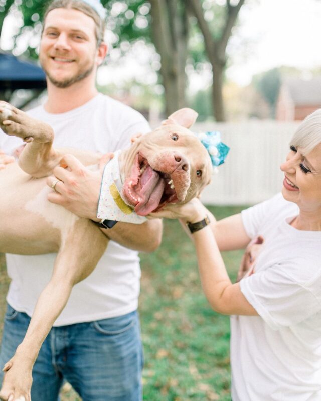 Rescue Pit Bull's party