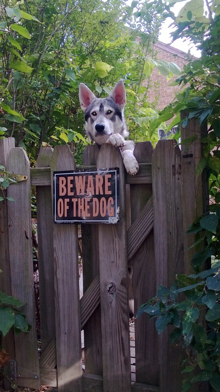 chill-guard-dog-funny