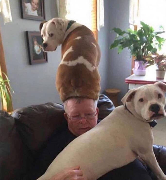 funny-dog-sitting-on-head