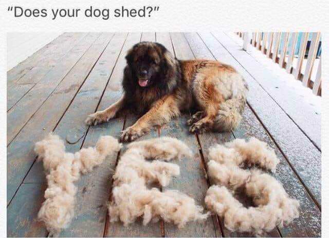 dog-shedding