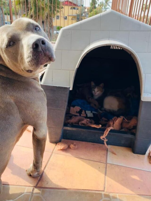 Hades-and-cat-at-doghouse