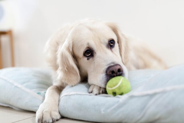 Anxious dog with tennis ball