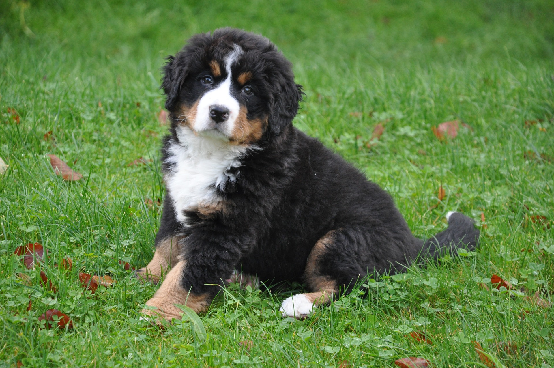Bernese Mountain Dog puppy potty training