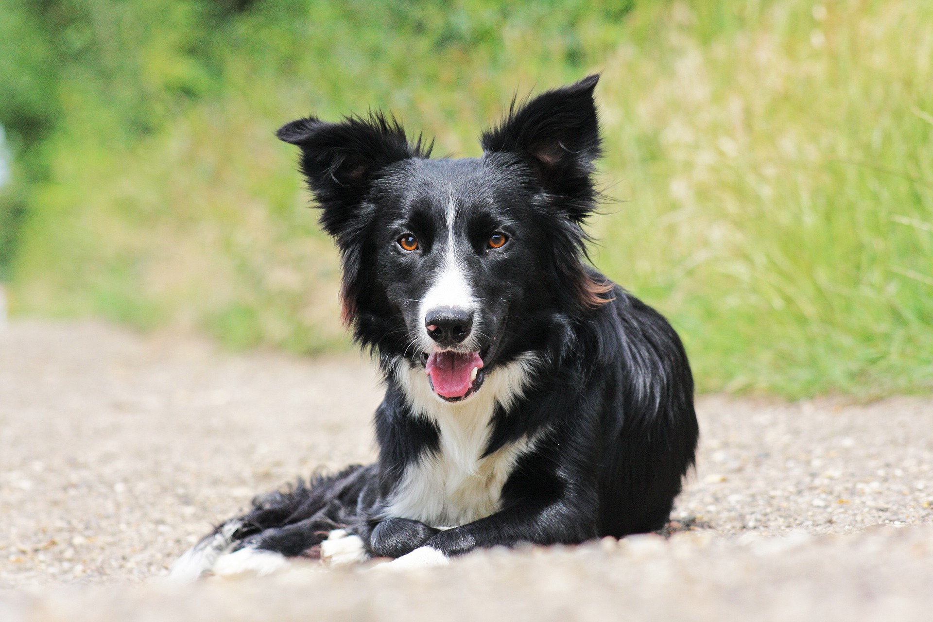 Border Collie outside