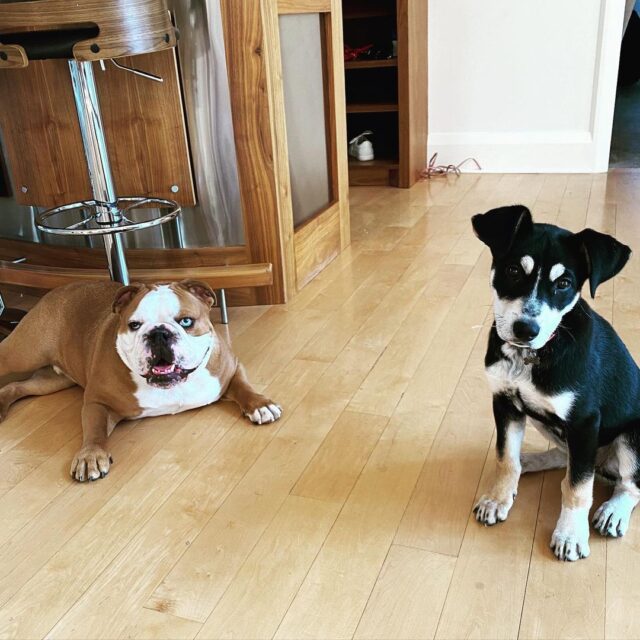 Bulldog and Husky mix puppy