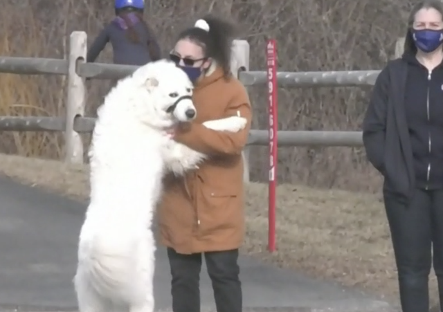 Dog hugging human
