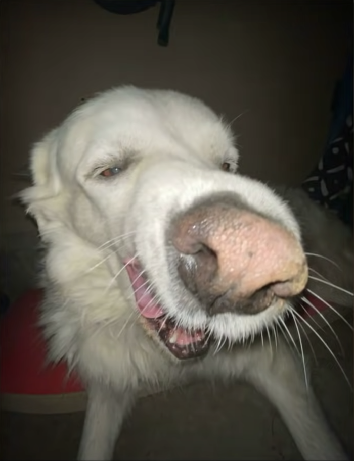 Dog in mid-yawn