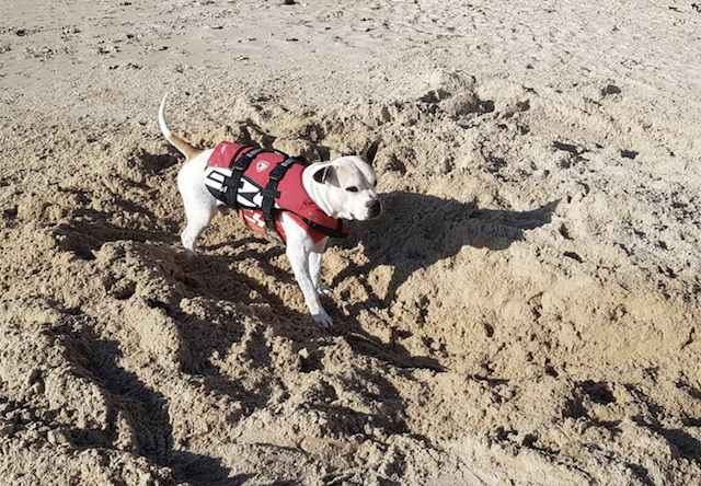 Dog playing in the sand