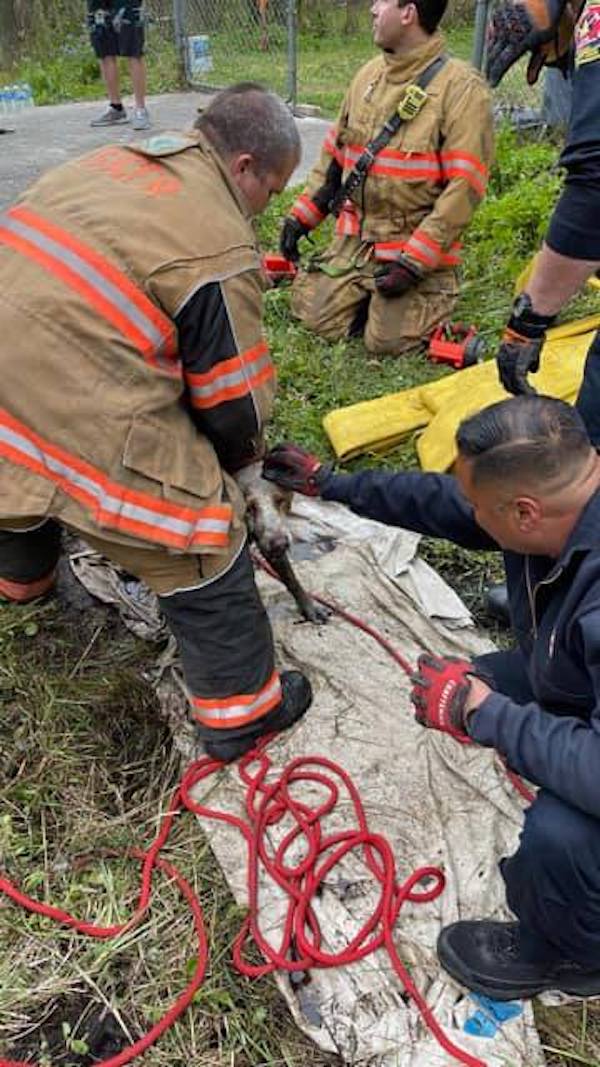 Dog rescued from drainage pipe