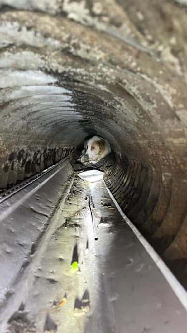 Dog trapped in drainage pipe