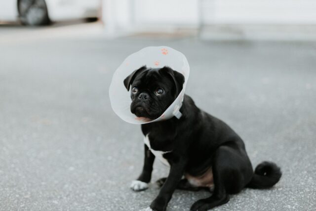 Dog wearing cone