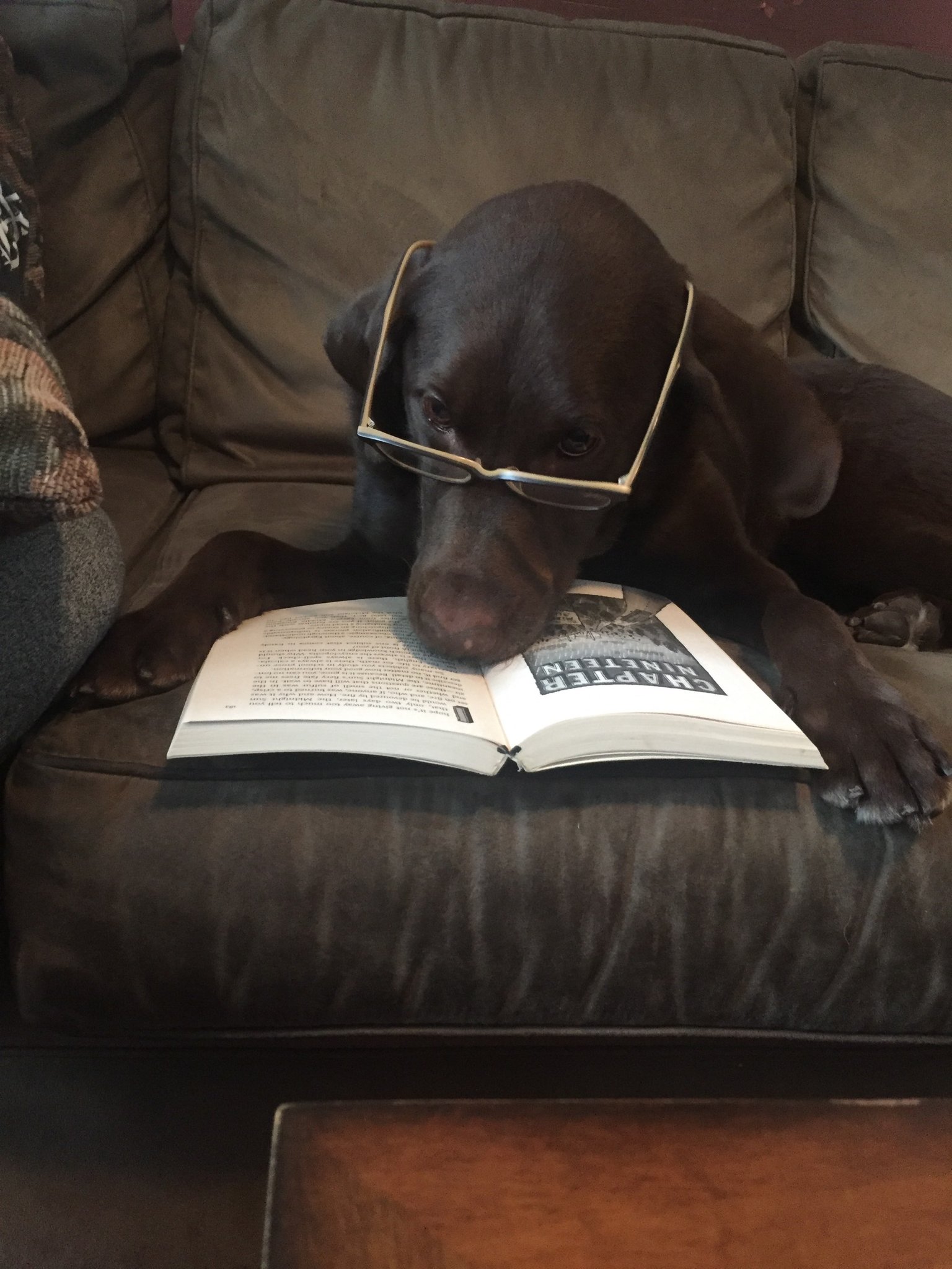 dog-reading-book