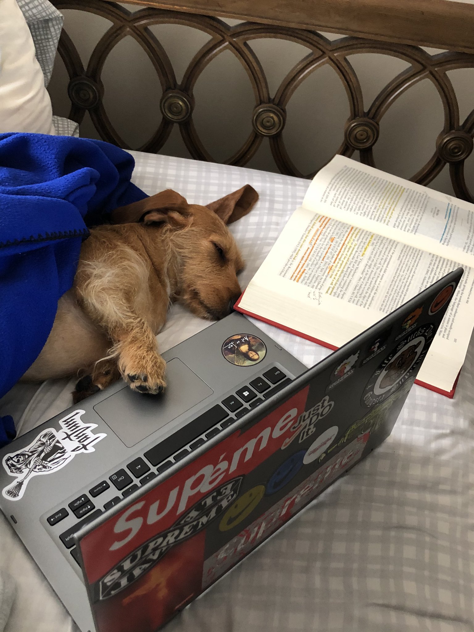 dog-studying