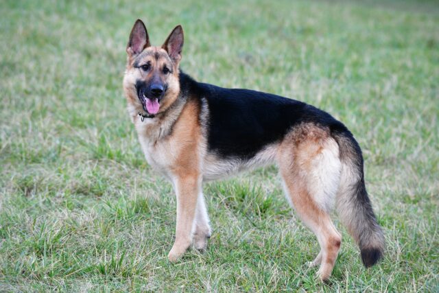 German Shepherd large dog years