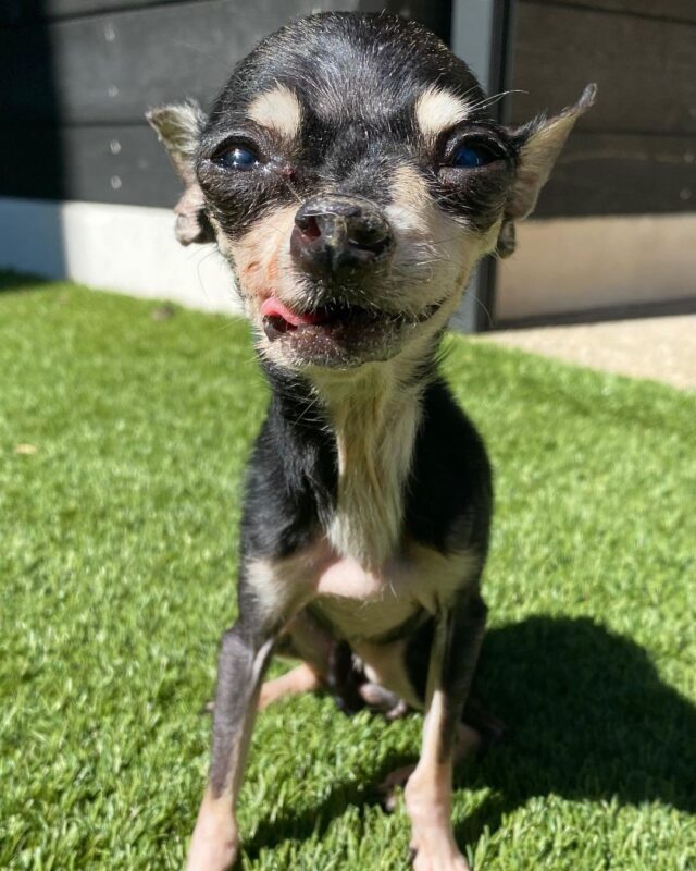 Happy Senior Rescue Dog