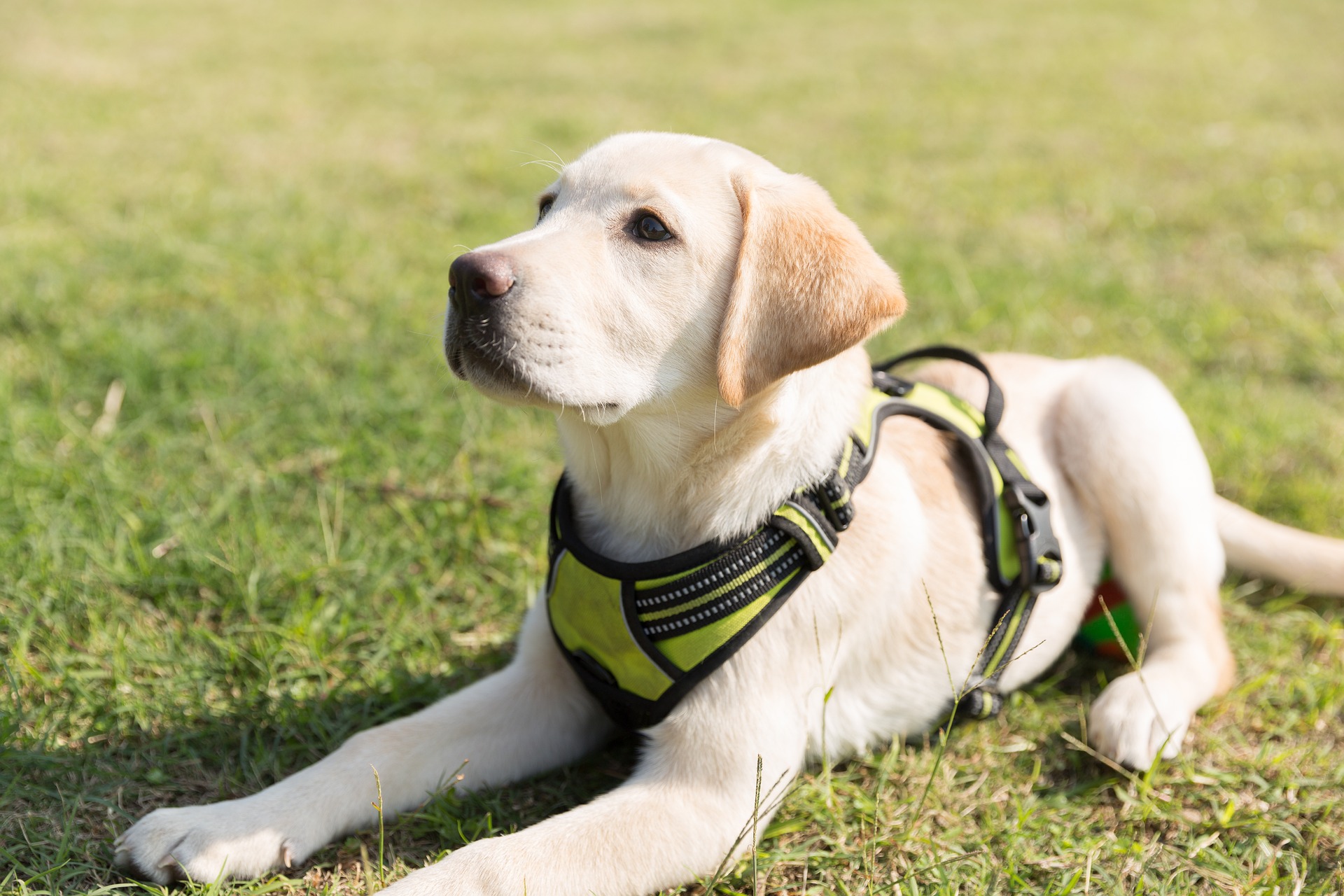 Labrador Retriever puppy in training