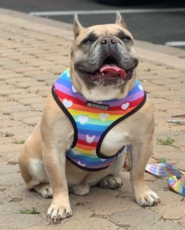 Lady Gaga French Bulldog rainbow harness