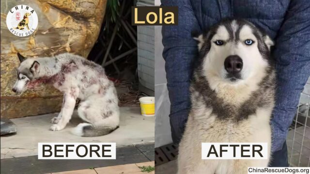 Lola before and after