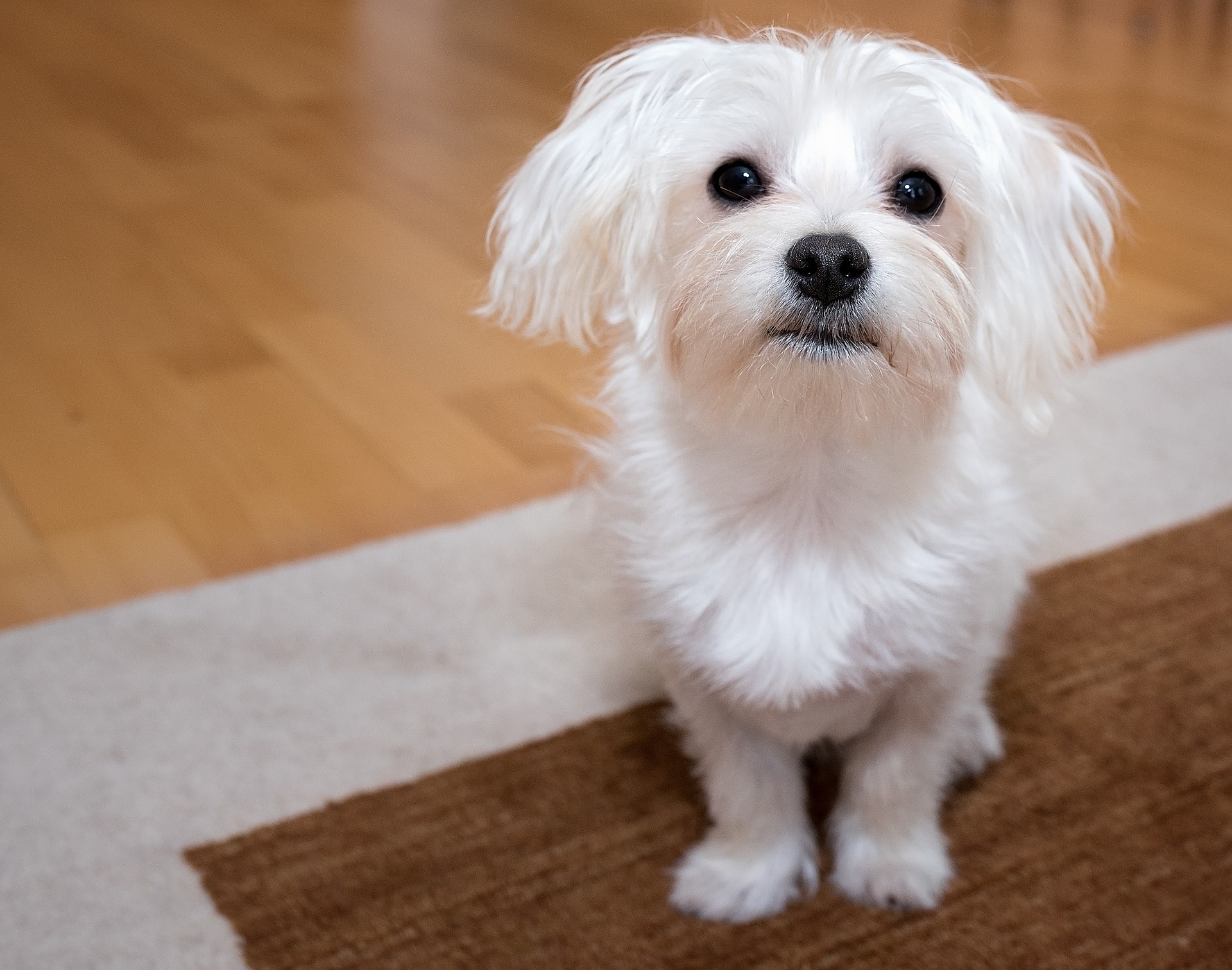 Maltese potty training