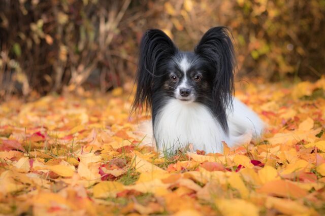 Papillon dog in leaves