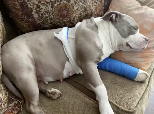 Pit Bull Recovery