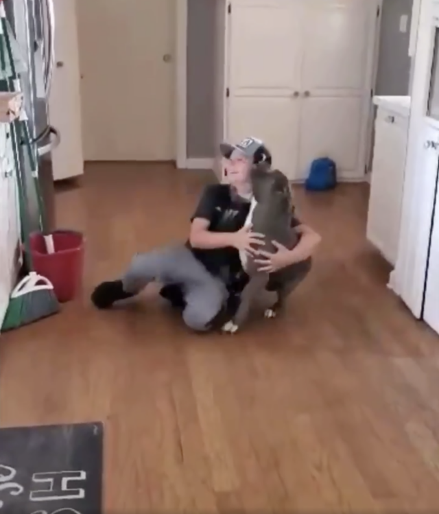 Pit Bull and boy reunited