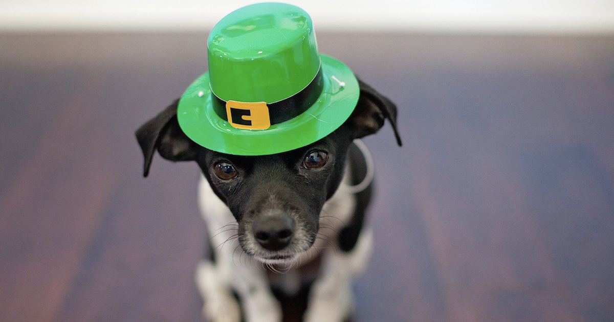 Saint Patrick's Day dog