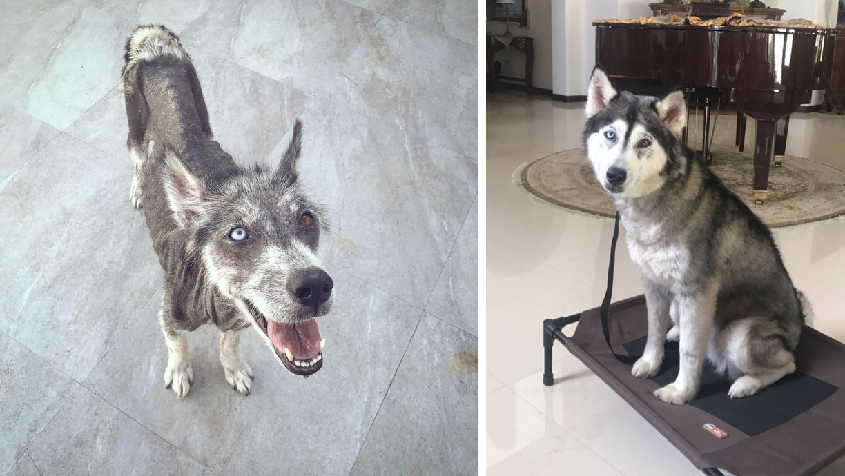 rescue-dog-before-and-after