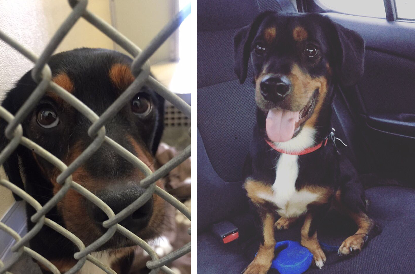 dog-before-and-after-adoption