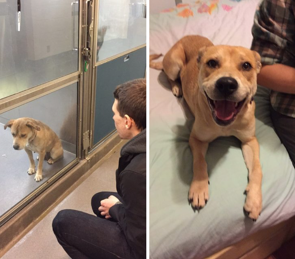 shelter-dog-adoption-photo