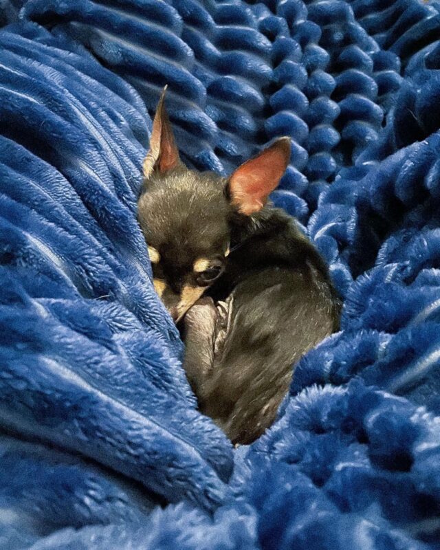 Senior Chihuahua Napping