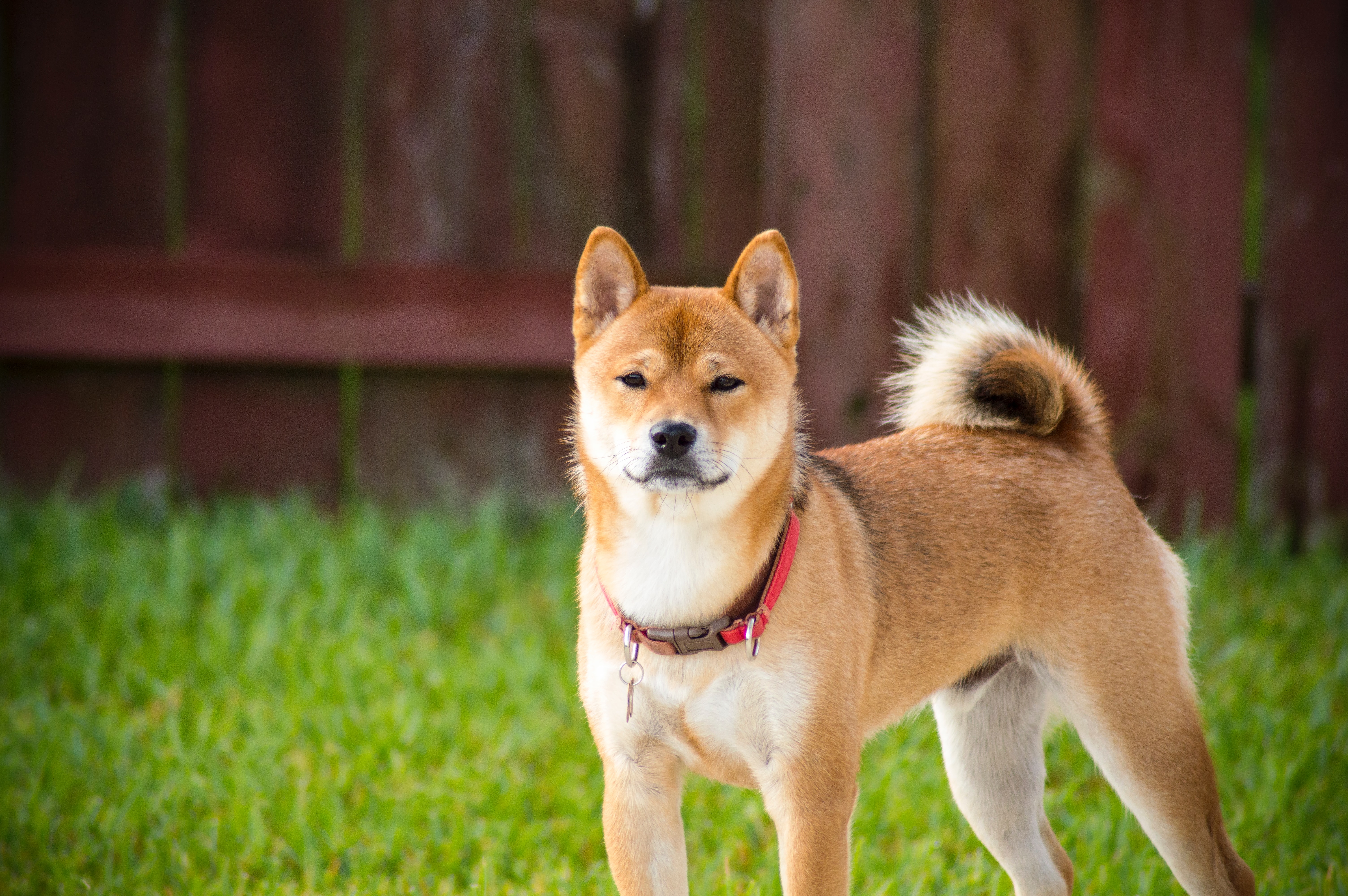 Shiba Inu Potty Training