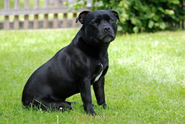 Staffordshire Terrier medium dog years