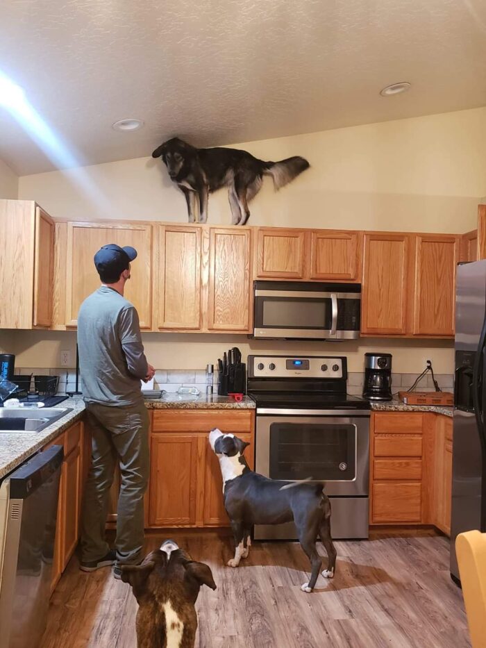 Dog climbing on cabinets