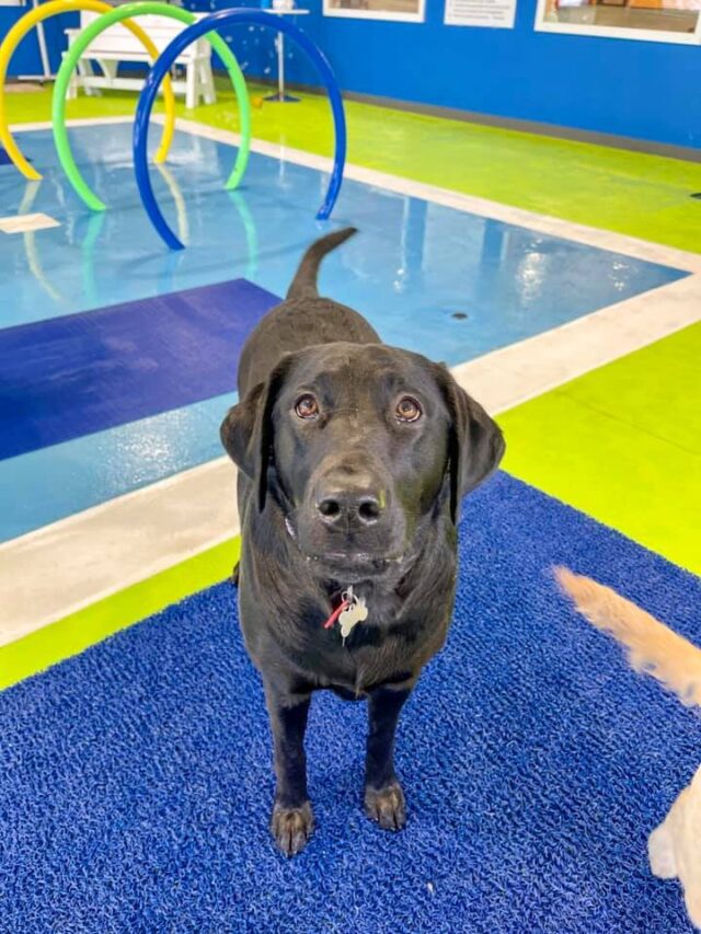 Dog having fun at pool