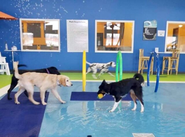 Dog indoor water park