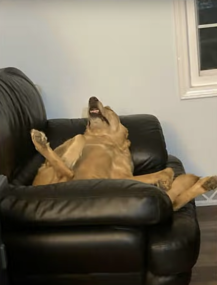 Dog relaxing in chair