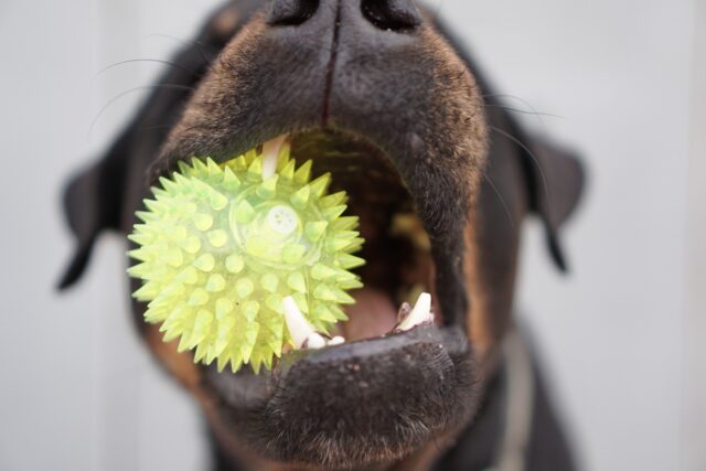 Dog teeth chewing