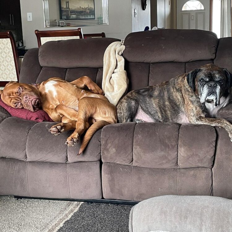 Dogs on human couch
