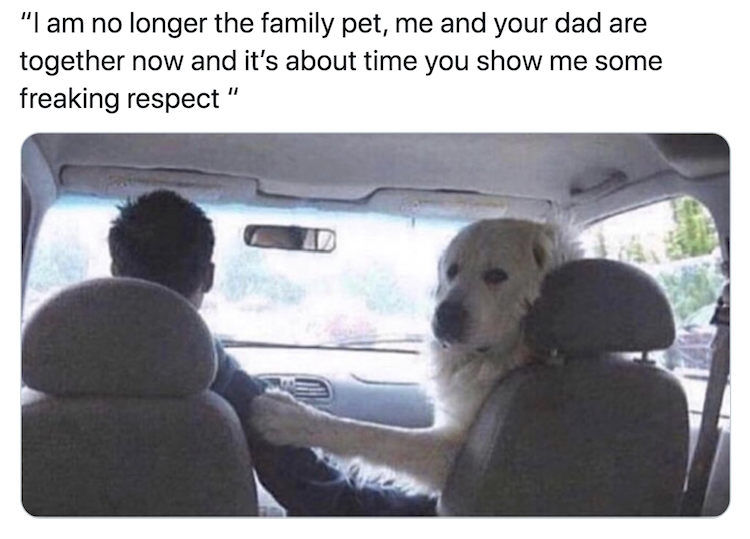 Dogs like humans