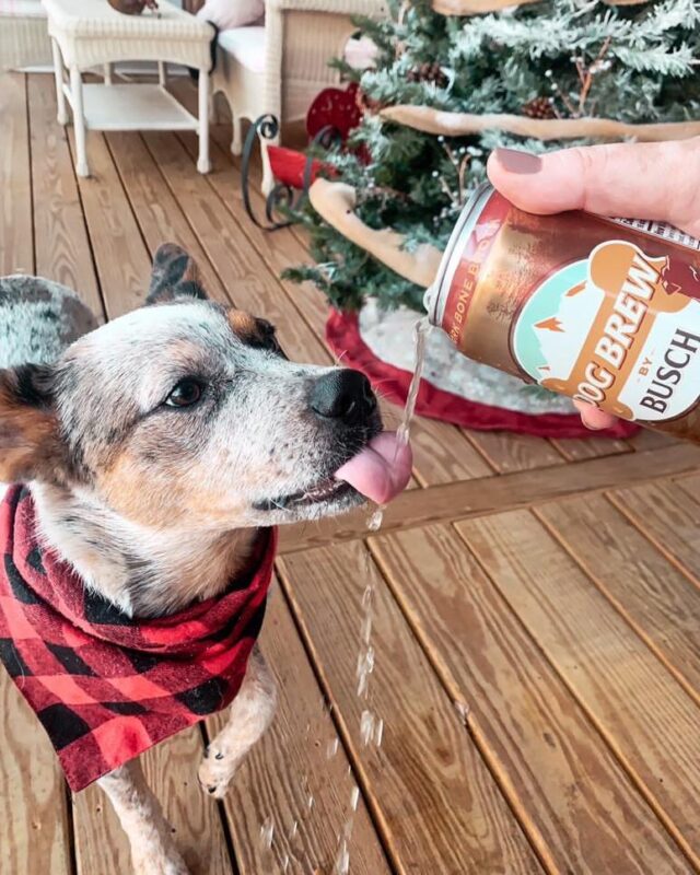 One Fortunate Pooch Will Make $20Okay + Advantages For Style-Testing Busch Canine Brew