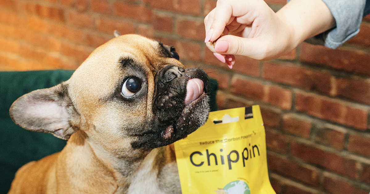 Chippin dog treats featured