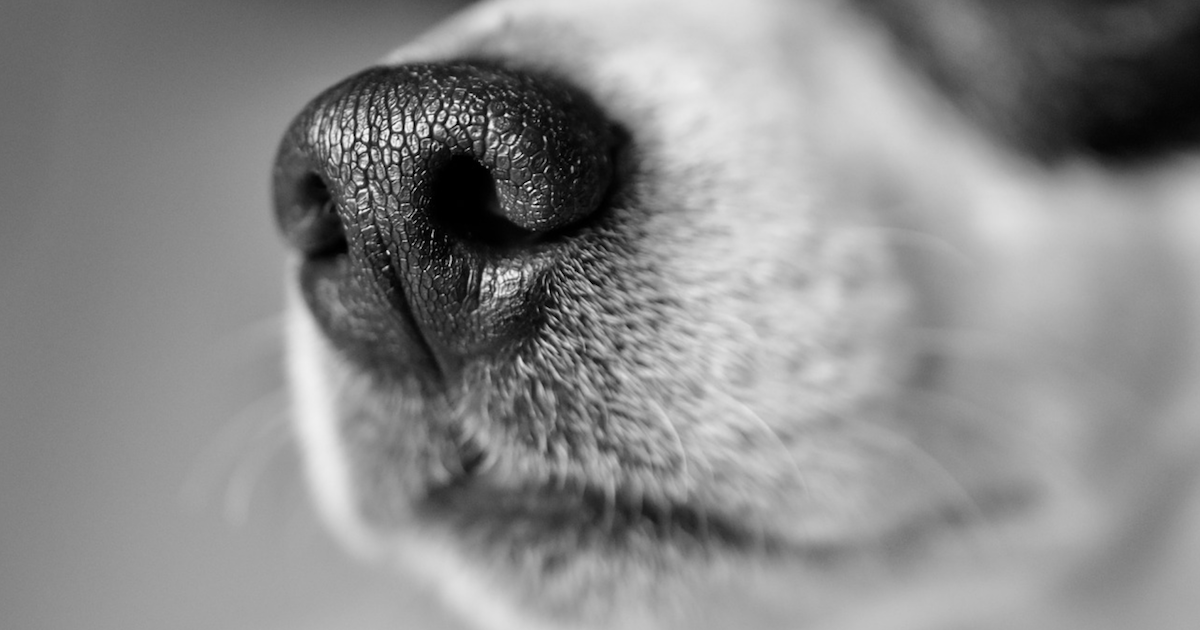 Dog nose print