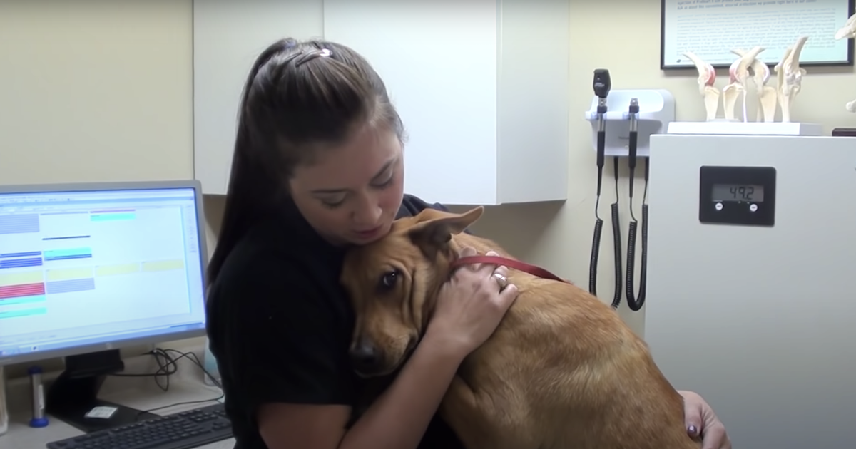 Dog saved from euthanasia