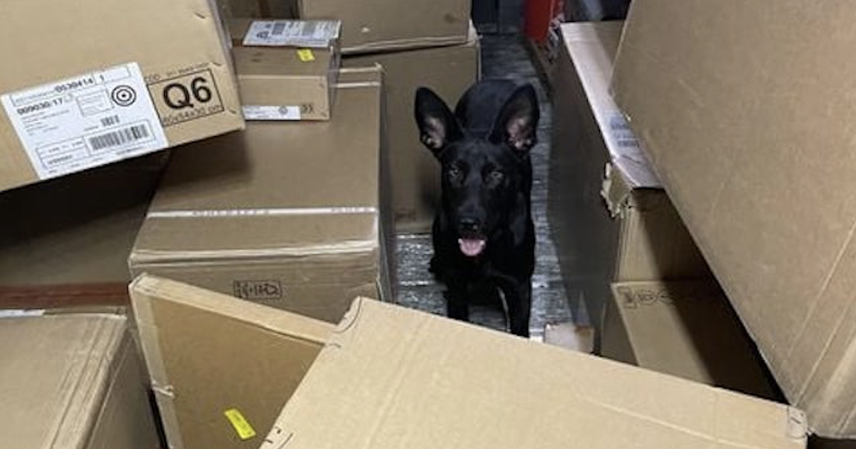 Dog in FedEx Truck